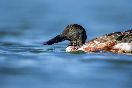 国产精品综合色区
