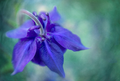 日本成本人片视频免费一级 日本成本人片视频免费一级