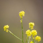 日本成熟老妇50 nr2f8yl