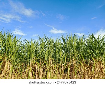 如何下载微博国际版APP官方版,轻松连接全球用户 如何下载微博国际版APP官方版,轻松连接全球用户