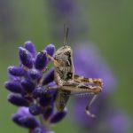 s3 copy-manga:探索如何高效复制和管理漫画资源的最佳实践 kru3mojst