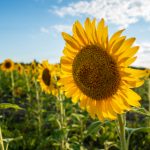 yy4480青苹果影院苹果影视院分类:探索多样化影视资源与观影体验 o49z7